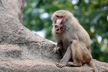 A young Hamadryas Baboon with open mouth showing his teeth