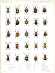 Illustration of beetles