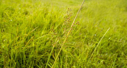 spring of grass flower  natural outdoor fresh photo   background