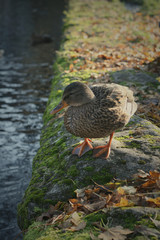 German duck with water and foliage