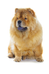 Fototapeta premium The chow-chow dog