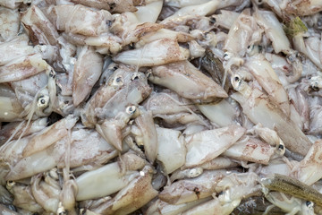 Fresh calamari in market