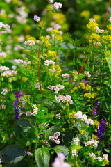 cultivation of green manure