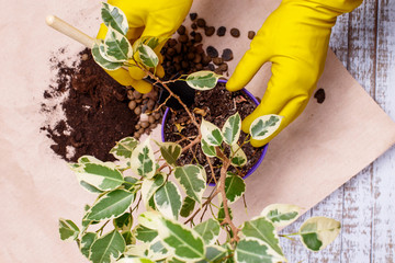 Ficus benjamina transplanting houseplants to new pot