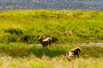 Big horn sheep in Colorado