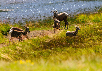 Big horn sheep in Colorado