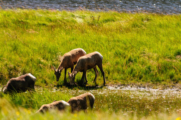 Big horn sheep in Colorado