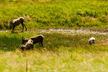 Big horn sheep in Colorado