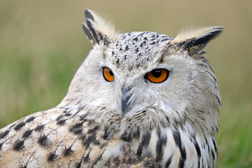 eurasian eagle owl