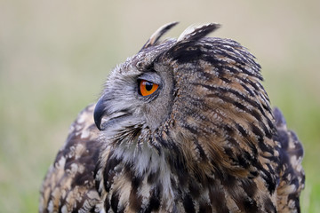 eurasian eagle owl