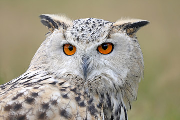 eurasian eagle owl