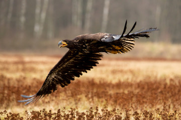 Seeadler im Flug ohne Geschüh