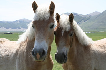 Fototapeta premium Insieme