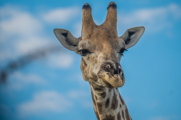 Giraffe closeup, Halali Etosha National Park, Namibia