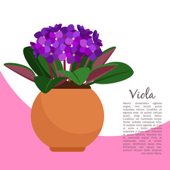 Viola plant in pot banner template