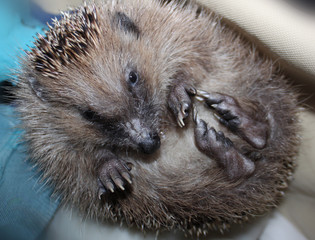 Igel Portrait mit Gesicht, Nase und Füße