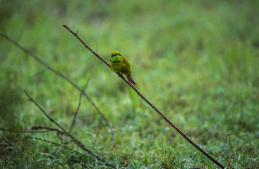 Green Bee Eater