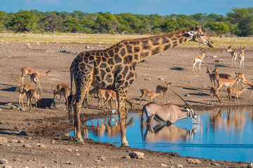 Fototapeta na wymiar Giraffes, zebras oryxes, black-faced impalas and steenboks gathered at the Chudop waterhole, Namutoni, Etosha National Park, Namibia