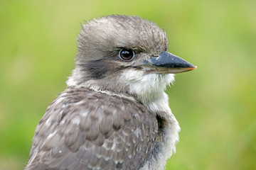 Kookaburra