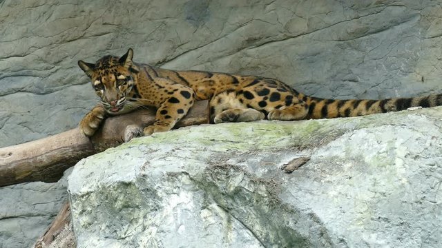 clouded leopard sitting. Neofelis Nebulosa resting on rock