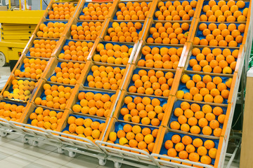Persimmon on shelf in supermarket