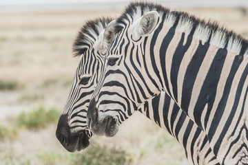 Fototapeta na wymiar Large Burchell's Zebra herds on the southern edge of the Etosha pan near the Namutoni camp, Etosha National Park, Namibia