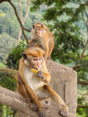 Naklejka premium Ceylon-hat monkey or Macaca sinica eating banana at the roadside in rural area of Sri Lanka while the other monkey looking on