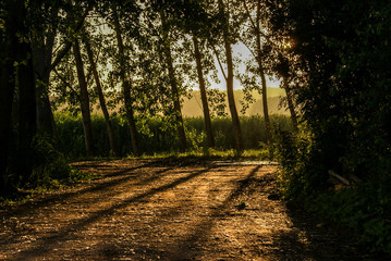 Obraz premium Pateira de Fermentelos, Águeda, Portugal 