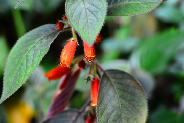 Butterfly and tropical flower view.