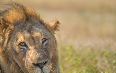 Closeup of a lion at Nebrownii waterhole, Okaukeujo, Etosha National Park, Namibia