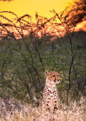 Close encounter with a cheetah right after dawn in the Onguma Reserve at the Eastern edger of the Etosha National Park, Namibia.