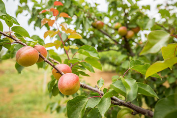 A branch with apricots