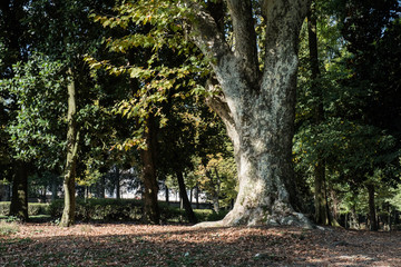Fototapeta premium Monza, Parco Villa Reale