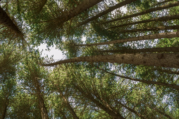 Looking up at the canopy of a forest