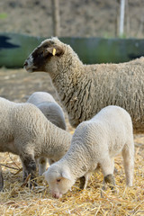 newborn lambs on the farm