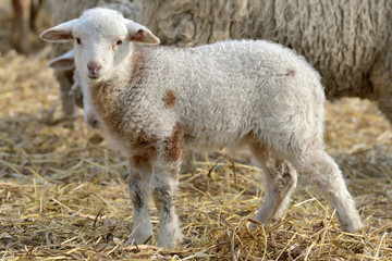 Naklejka na ściany i meble newborn lambs on the farm