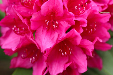  Rhododéndron. pink rhododendron flowers close-up