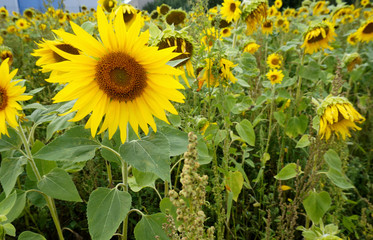 Flower seeds. Big yellow sun sunflower.