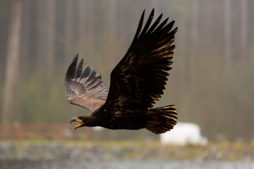 Seeadler im Flug ohne Geschüh
