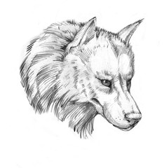 Hand-drawn line art portraits of the wolf in graphic style. Tattoo sketch, black and white illustration.