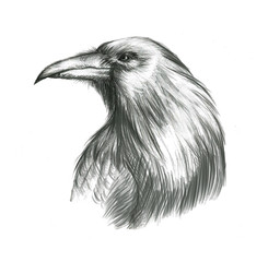 Hand-drawn line art portraits of the raven in graphic style. Tattoo sketch, black and white illustration.