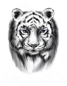Hand-drawn line art portraits of the tiger in graphic style. Tattoo sketch, black and white illustration.