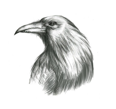 recommend clip art: Hand-drawn line art portraits of the raven in graphic style. Tattoo sketch, black and white illustration.