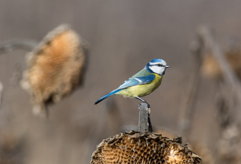 Parus caeruleus tit perched on a branch