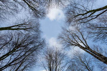 Woodland at Idless near Truro cornwall UK 