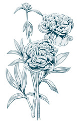 Bouquet of peony: black, monochrome contour of flowers, bud, stems, leaves on white background. Botanical illustration for design, digital draw in vintage style, vector