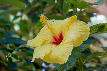 Beautiful yellow hibiscus flower in the tree blossoming in the garden, close up, copy space