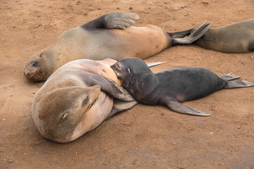 Obraz premium Cape Cross Seal Reserve in the Skeleton Coast, Namib desert, western Namibia. Home to one of the largest colonies of Cape fur seals in the world.