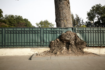 Fototapete bei efototapeten.de bestellen   