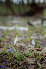 Galanthus, snowdrop three flowers against the background of trees.